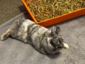 image00013